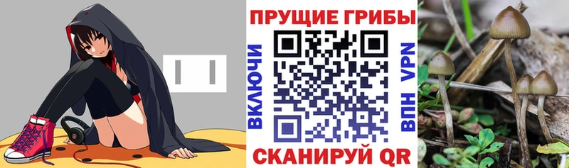 Псилоцибиновые грибы прущие грибы  как найти закладки  Болгар 